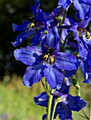 DELPHINIUM SPECIOSUM