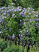 HIBISCUS SYRIACUS