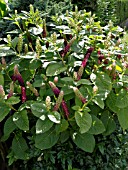 PHYTOLACCA AMERICANA, AMERICAN POKEWEED