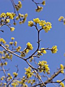 CORNUS MAS, CORNELIAN CHERRY