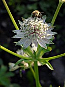 ASTRANTIA MAJOR