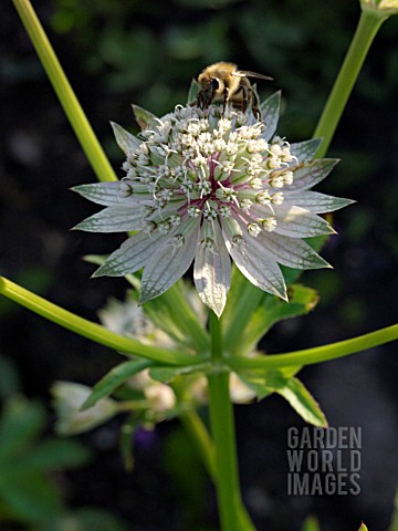 ASTRANTIA_MAJOR