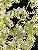 ECHINOCYSTIS LOBATA, WILD CUCUMBER