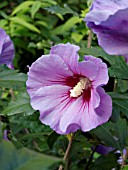 HIBISCUS SYRIACUS