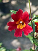 MIMULUS AURANTIACUS VAR. PUNICEUS