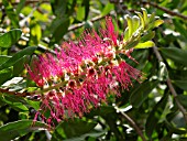 CALLISTEMON PACHYPHYLLUS