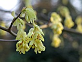 CORYLOPSIS PAUCIFLORA, BUTTERCUP WINTER HAZEL