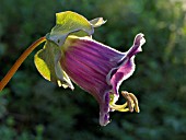 COBAEA SCANDENS, CATHEDRAL BELLS