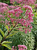 EUPATORIUM PURPUREUM GLUTBALL