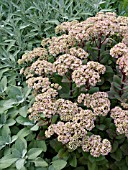 SEDUM TELEPHIUM MATRONA