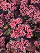 SEDUM KARFUNKELSTEIN