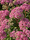 SEDUM CARL