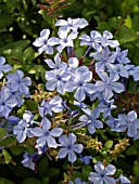 PLUMBAGO AURICULATA