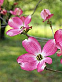 CORNUS FLORIDA RUBRA, EASTERN FLOWERING DOGWOOD