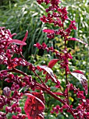 ATRIPLEX HORTENSIS VAR. RUBRA