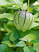 PHYSALIS IXOCARPA, TOMATILLO