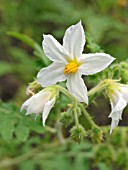 SOLANUM SISYMBRIIFOLIUM