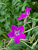 ERODIUM MANESCAVII