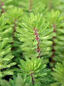 MYRIOPHYLLUM AQUATICUM