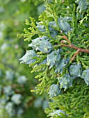 THUJA ORIENTALIS, ARBOR VITAE