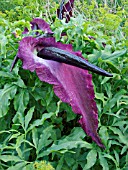 DRACUNCULUS VULGARIS, DRAGON ARUM