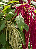 AMARANTHUS CAUDATUS