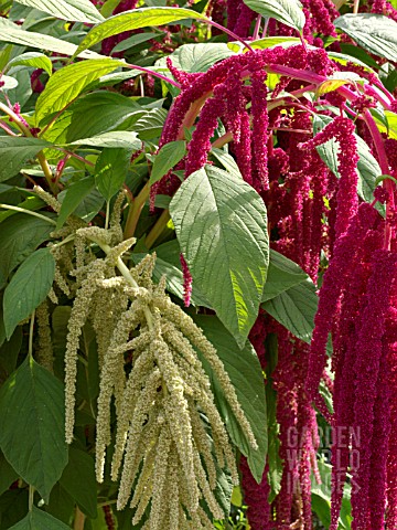 AMARANTHUS_CAUDATUS