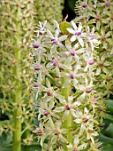 EUCOMIS COMOSA