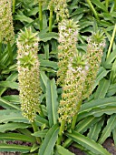 EUCOMIS COMOSA