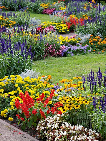 RUDBECKIA_SALVIA_TAGETES_AND_MARIGOLD