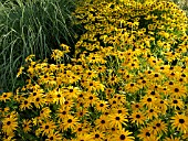 RUDBECKIA FULGIDA AND HELENIUM