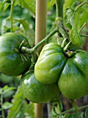 LYCOPERSICON ESCULENTUM, TOMATO