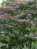 CLERODENDRON TRICHOTOMUM VAR. FARGESII