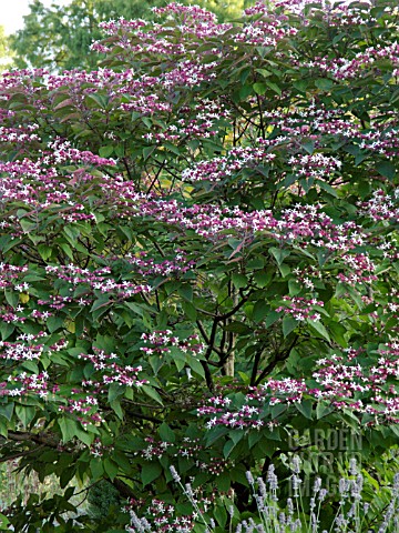 CLERODENDRON_TRICHOTOMUM_VAR_FARGESII