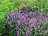 BETONICA OFFICINALIS, WOOD BETONY, ACHILLEA MILLEFOLIUM, COMMON YARROW