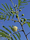 LEUCAENA LEUCOCEPHALA