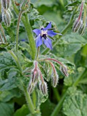 BORAGO OFFICINALIS, BORAGE