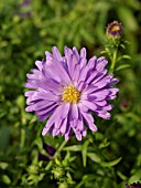 ASTER DUMOSUS LADY IN BLUE