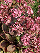 SEDUM CAUTICOLUM ROBUSTUM