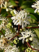 HEPTACODIUM MICONIOIDES, (SYN. HEPTACODIUM JASMINOIDES, SHOWING WHITE FLOWERS)