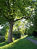 PLATANUS X HISPANICA, COMMON PLANE