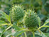 DATURA STRAMONIUM