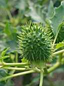 DATURA STRAMONIUM