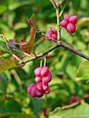 EUONYMUS HAMILTONIANUS