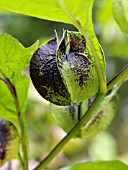 NICANDRA PHYSALODES VAR. VIOLACEA