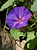 IPOMOEA INDICA, OCEAN BLUE MORNING GLORY