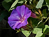 IPOMOEA INDICA, OCEAN BLUE MORNING GLORY