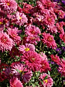 CHRYSANTHEMUM INDICUM CINDERELLA