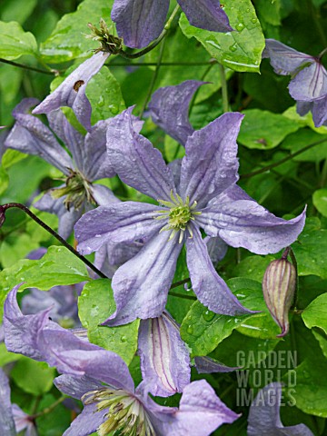 CLEMATIS_VITICELLA_PRINCE_CHARLES_ITALIAN_CLEMATIS