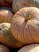 CUCURBITA MAXIMA PETITA